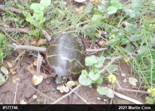 Eastern Painted Turtle