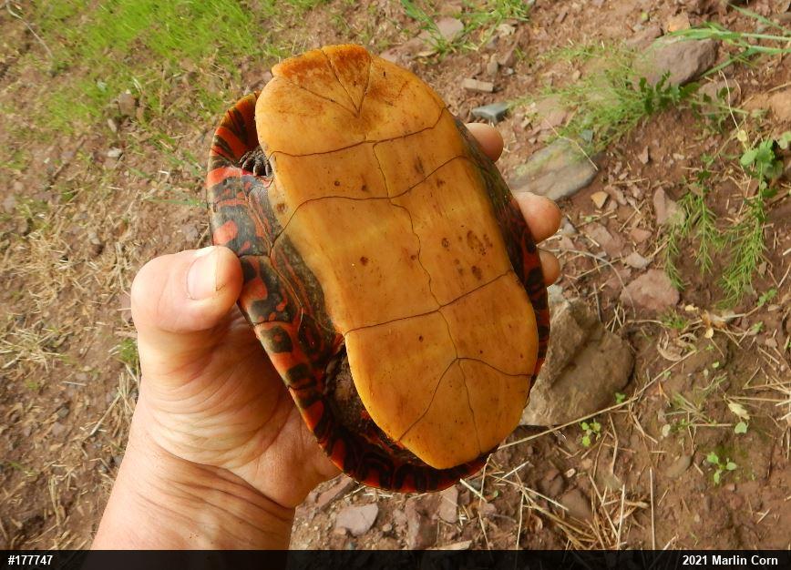 Painted Turtle