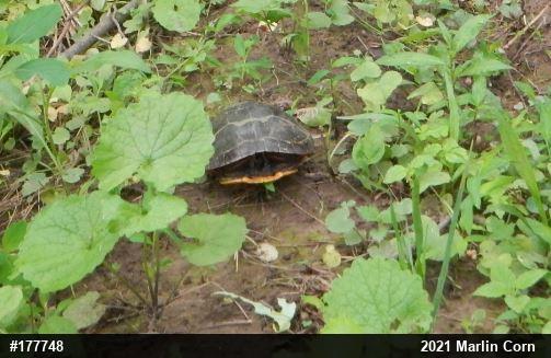 Painted Turtle