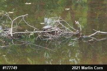 Painted Turtle
