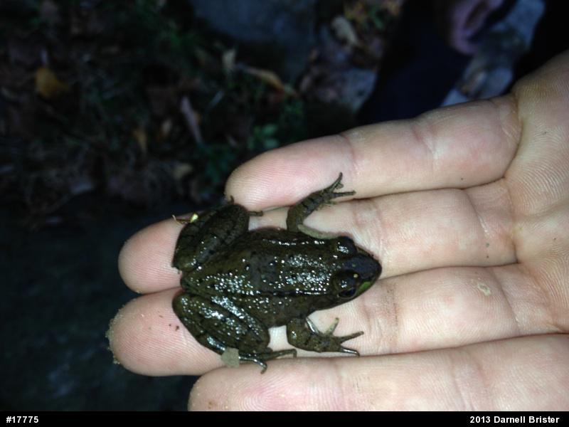 Green Frog