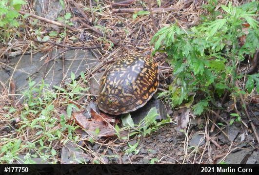 Eastern Box Turtle