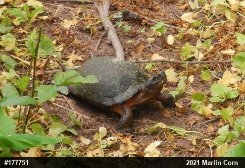 Wood Turtle