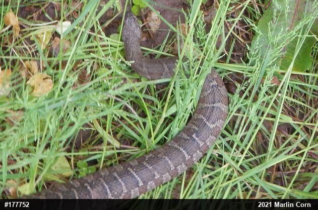 Northern Watersnake