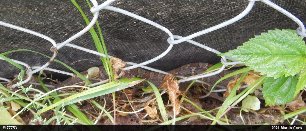 Northern Watersnake