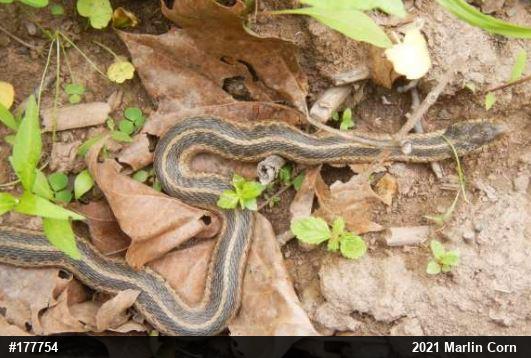 Eastern Gartersnake