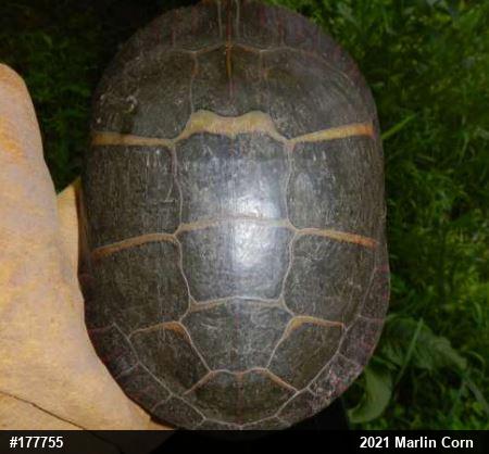 Eastern Painted Turtle