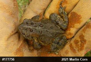 Eastern American Toad