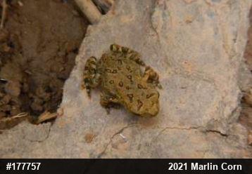 Eastern American Toad