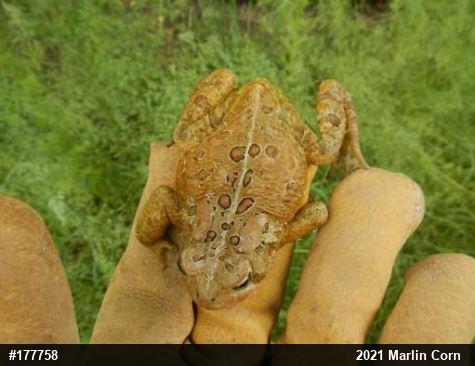 Eastern American Toad