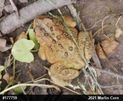 Eastern American Toad