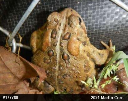 Eastern American Toad