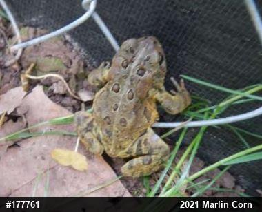 Eastern American Toad