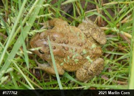 Eastern American Toad