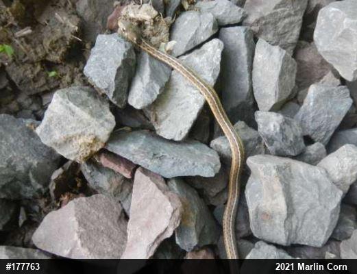 Eastern Gartersnake
