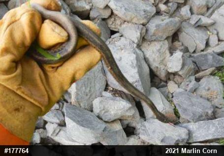 Eastern Gartersnake