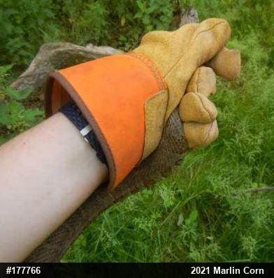 Northern Watersnake