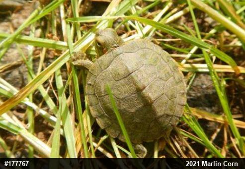 Red-eared Slider