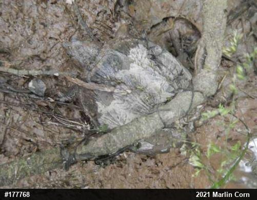 Snapping Turtle