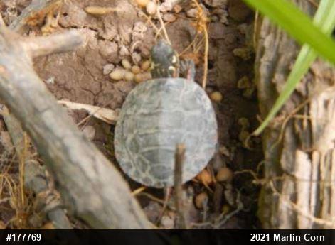 Eastern Painted Turtle