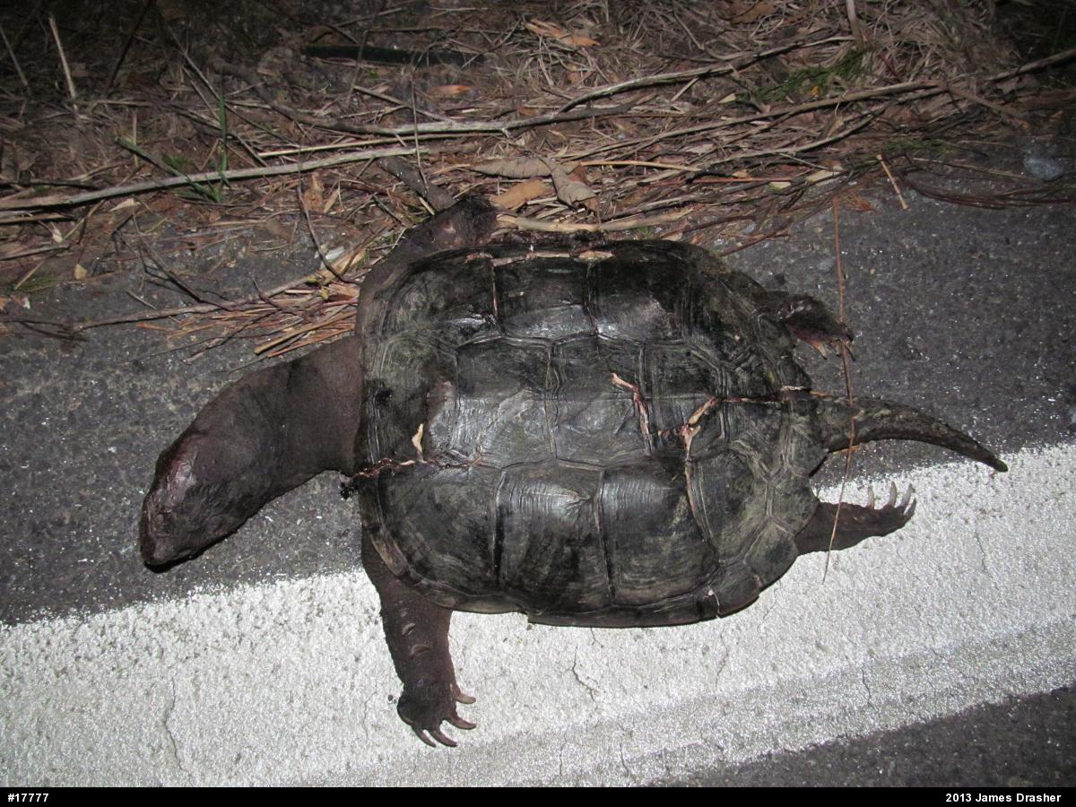 Snapping Turtle