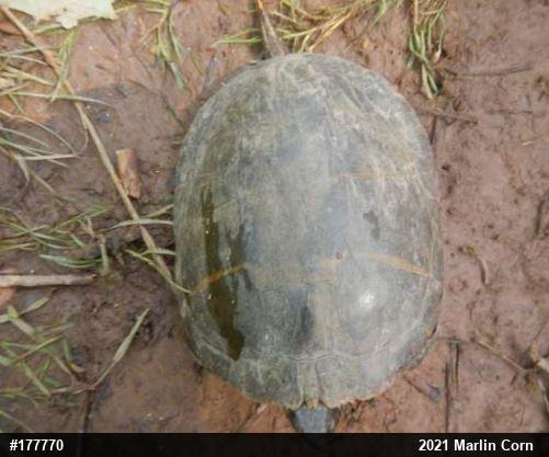 Eastern Painted Turtle