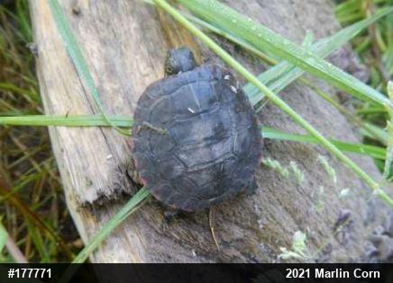 Eastern Painted Turtle
