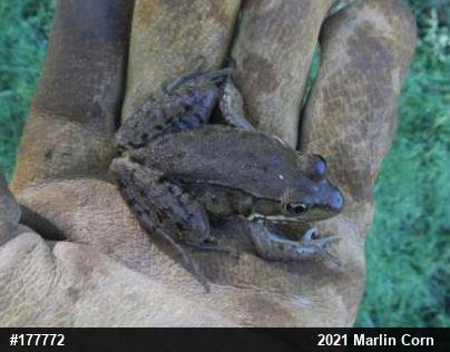 Green Frog