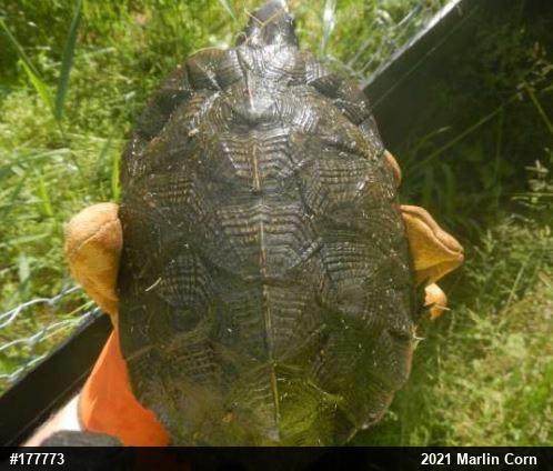 Wood Turtle