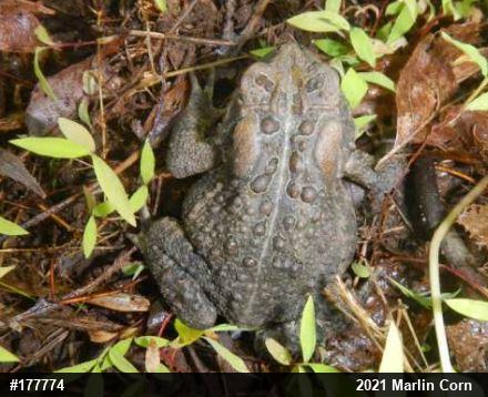 Eastern American Toad