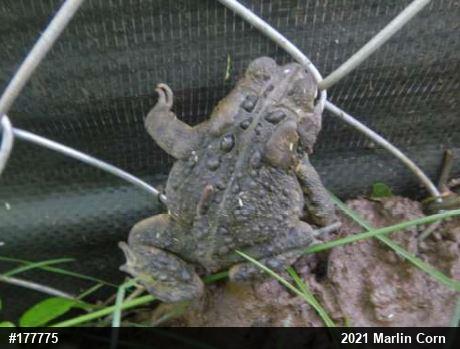 Eastern American Toad