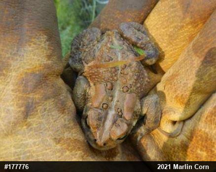 Eastern American Toad