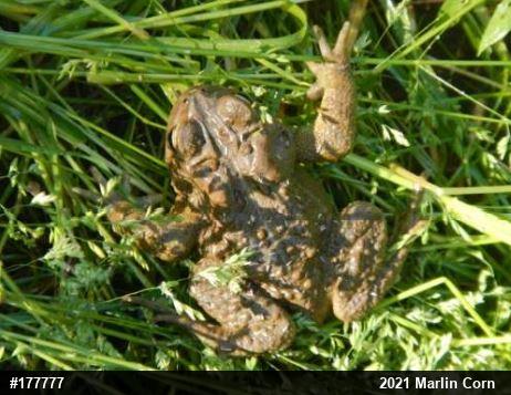 Eastern American Toad