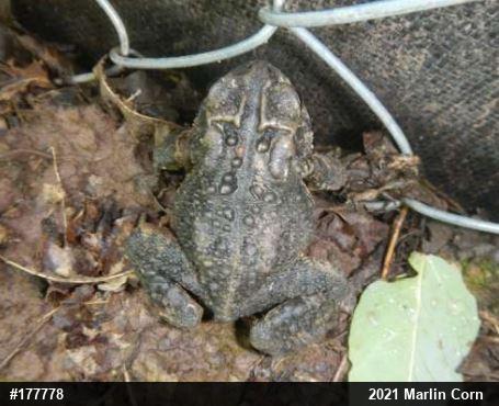 Eastern American Toad