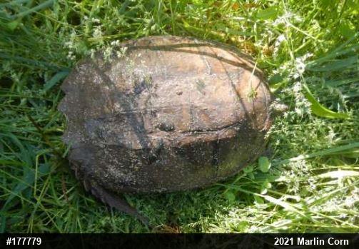 Snapping Turtle