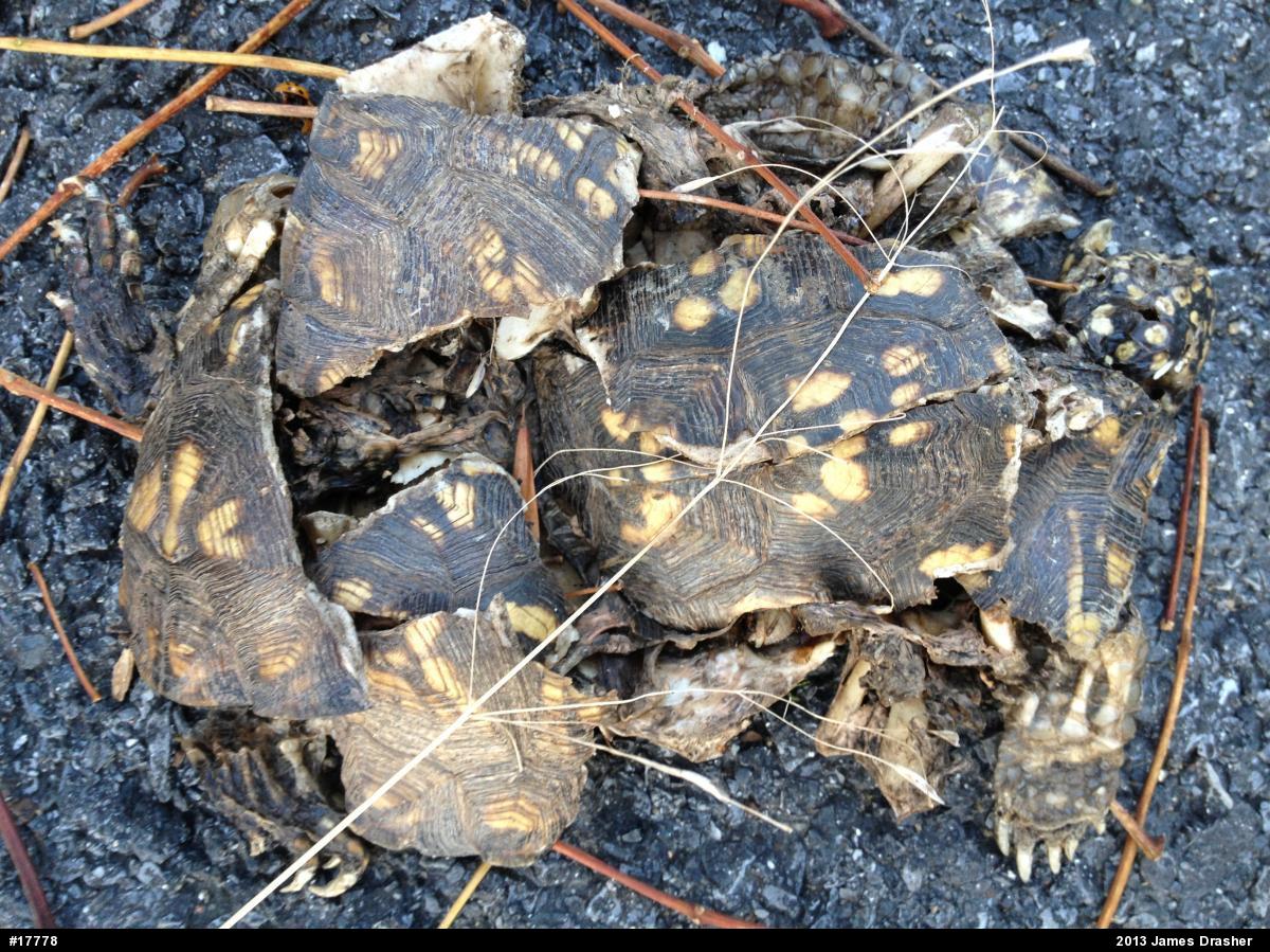 Eastern Box Turtle