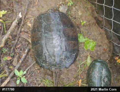 Snapping Turtle