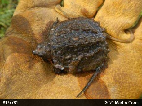 Snapping Turtle