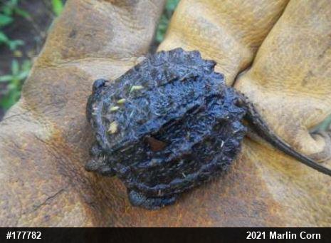 Snapping Turtle