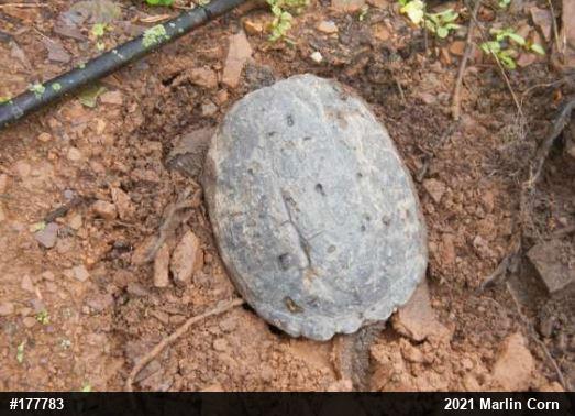 Snapping Turtle