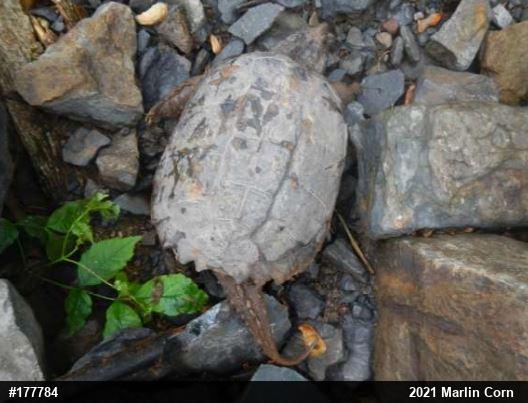 Snapping Turtle