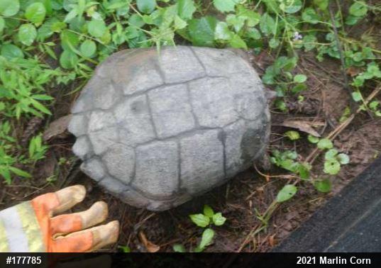 Snapping Turtle