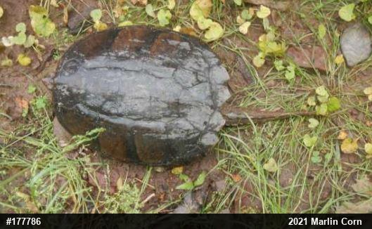 Snapping Turtle