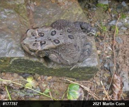 Eastern American Toad