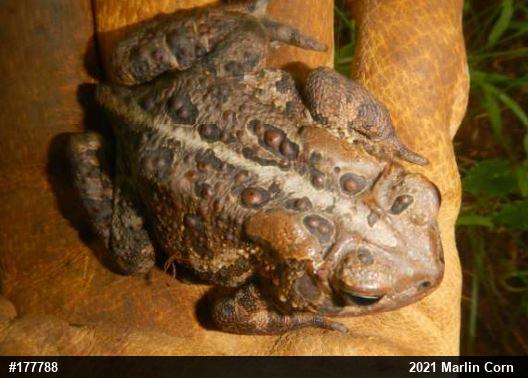 Eastern American Toad