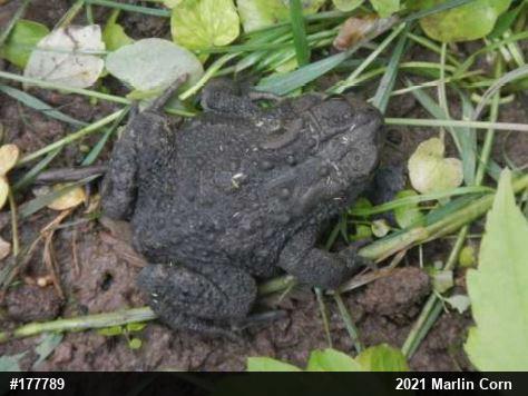 Eastern American Toad