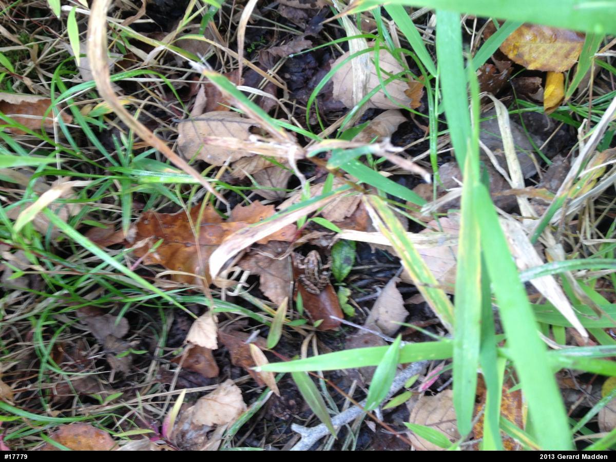 Pickerel Frog
