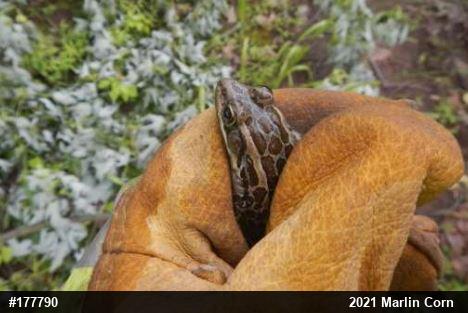 Pickerel Frog