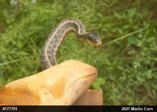 Eastern Gartersnake