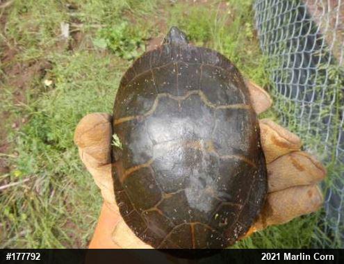 Painted Turtle